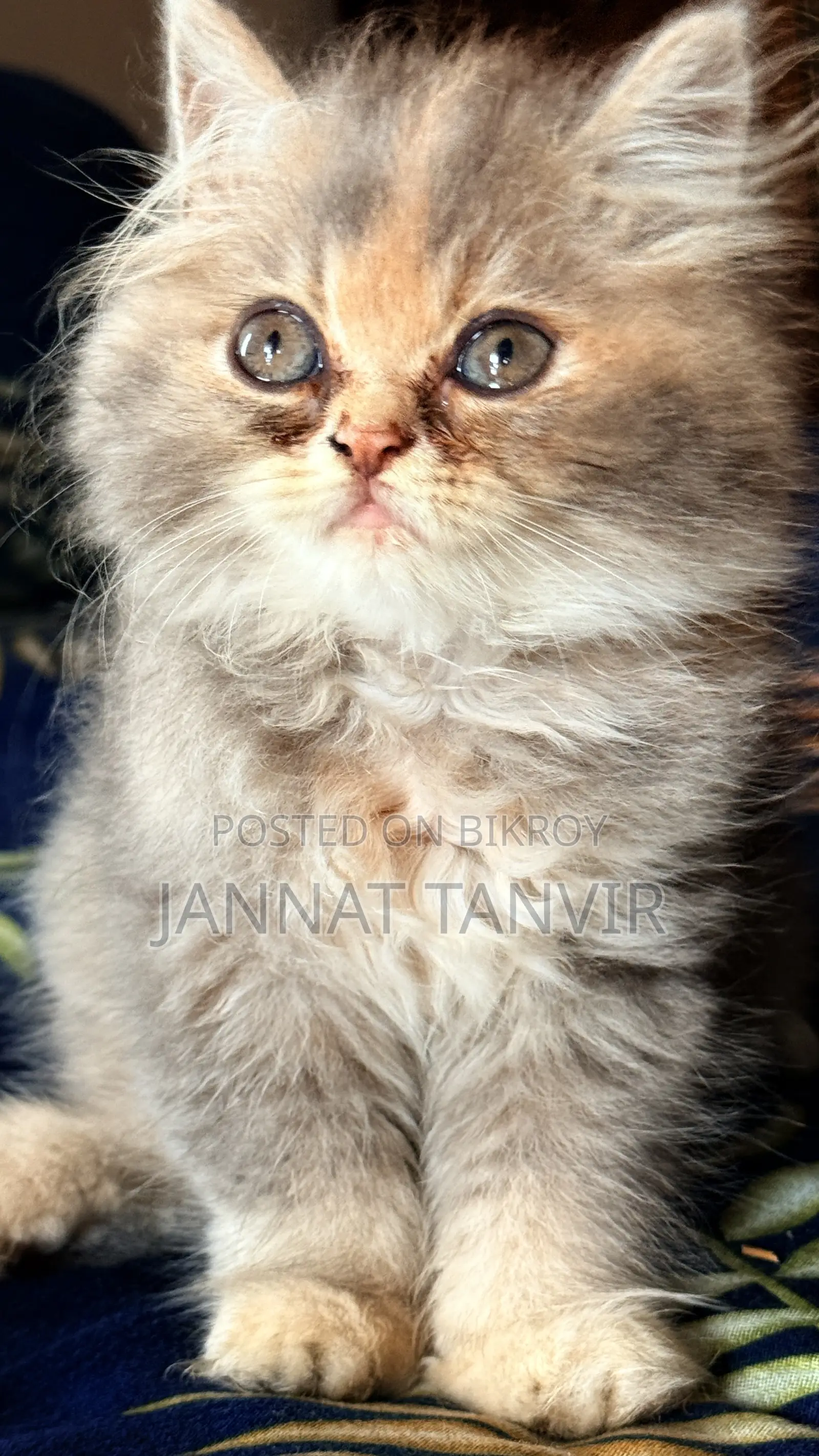 1-3 Months Female Purebred Persian