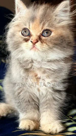 1-3 Months Female Purebred Persian