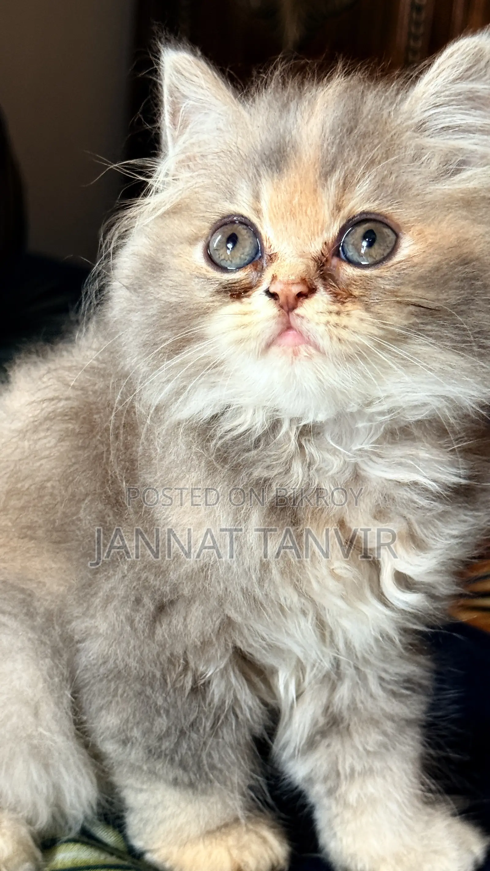 1-3 Months Female Purebred Persian
