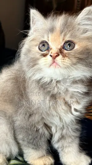 1-3 Months Female Purebred Persian