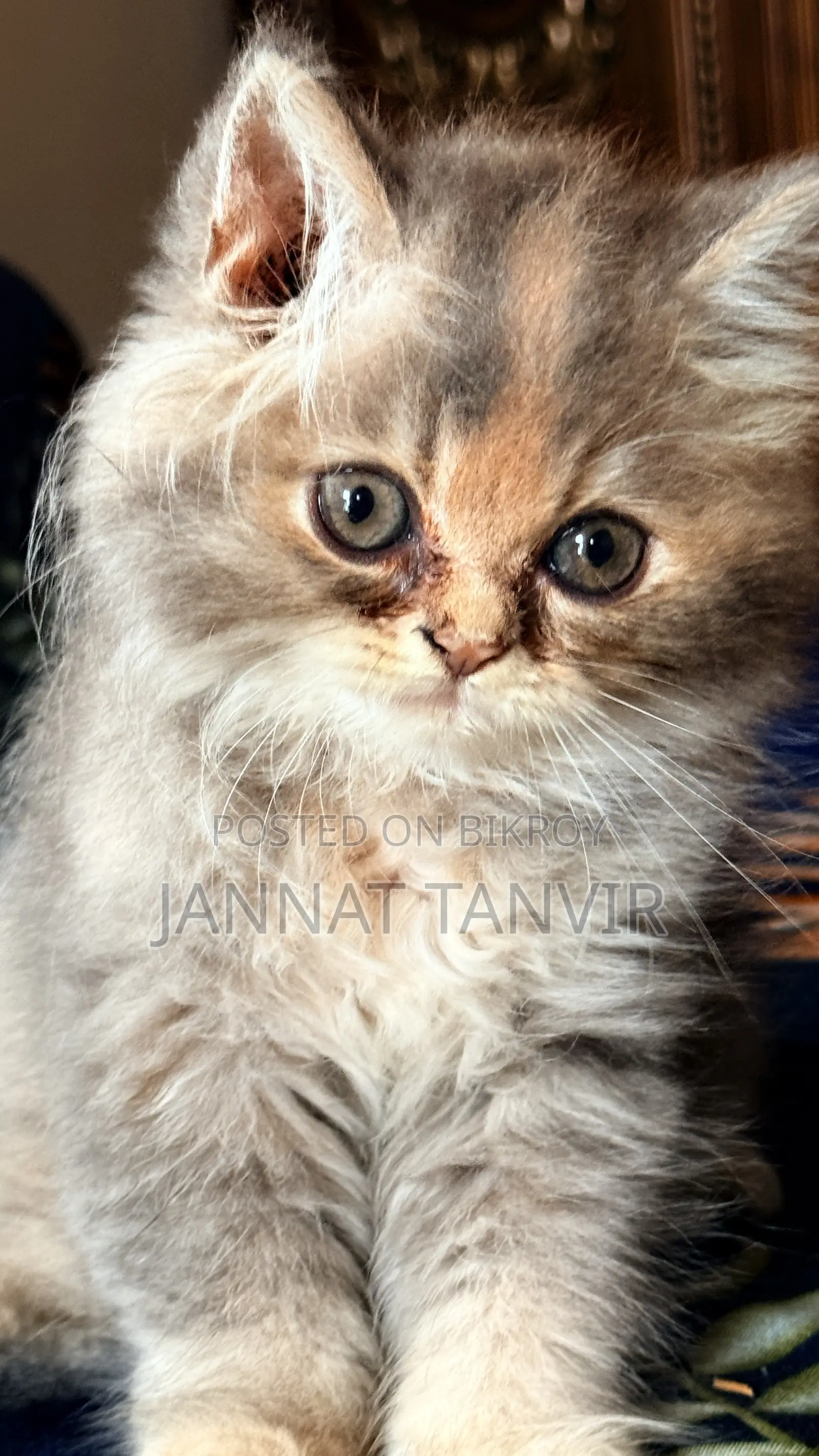 1-3 Months Female Purebred Persian