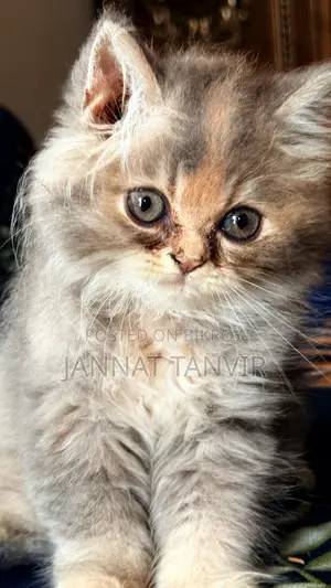 1-3 Months Female Purebred Persian