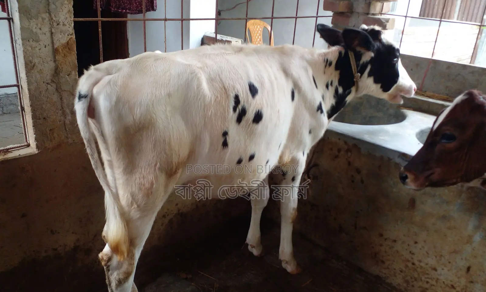 ১৫০৬ নং বকনা কিনুন ভালো জাতের।