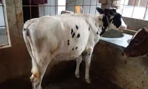 ১৫০৬ নং বকনা কিনুন ভালো জাতের।