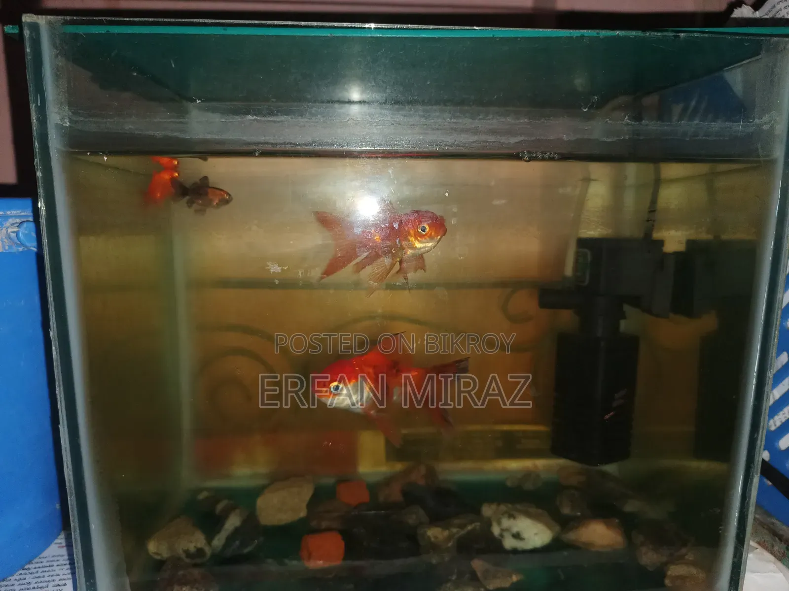 A Beautiful Aqurium With Full Decorations Is for Sell
