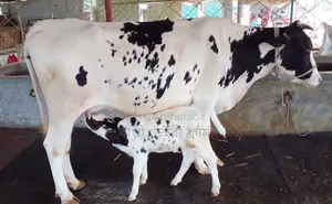 ১৫০৭ নং গাভী বিক্রয় হবে ।