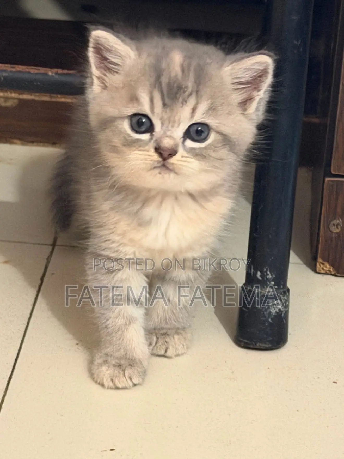 1-3 months Male Purebred American Shorthair