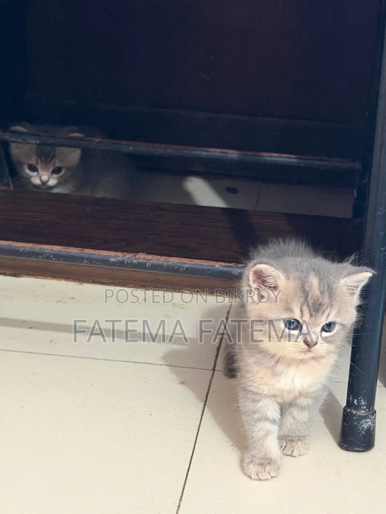 1-3 months Male Purebred American Shorthair