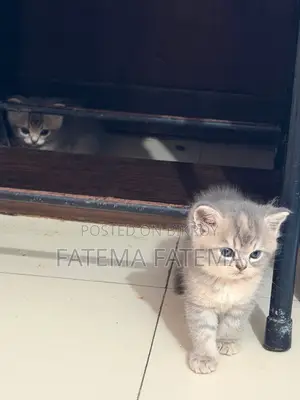 1-3 months Male Purebred American Shorthair