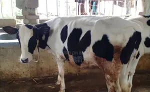 ১৫০৮ নং উন্নত জাতের বকনা বাছুর ।