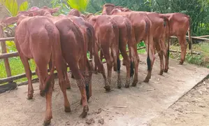 ১৫০৯নং ৮টি উন্নত জাতের বকনা ।