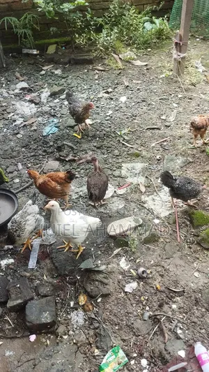 দেশি মোরগের বাচ্চা