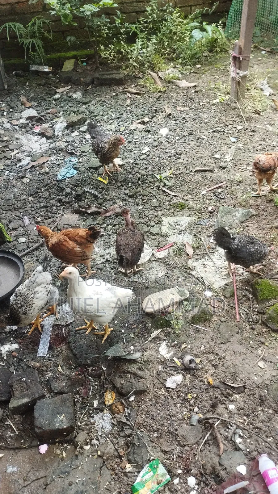 দেশি মোরগের বাচ্চা