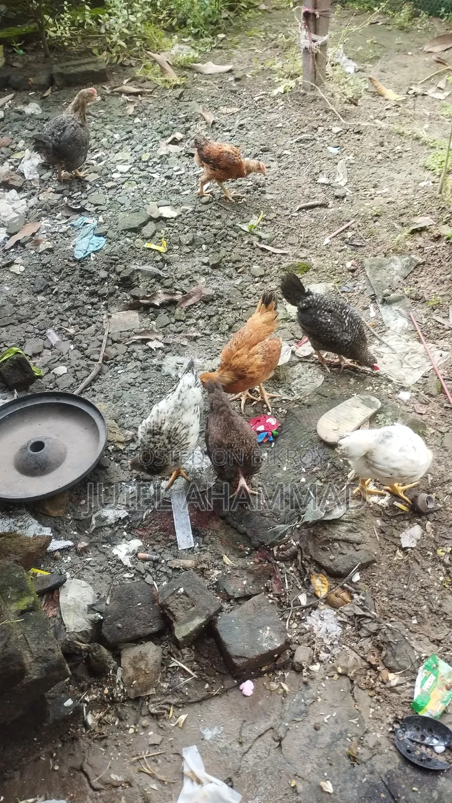 দেশি মোরগের বাচ্চা