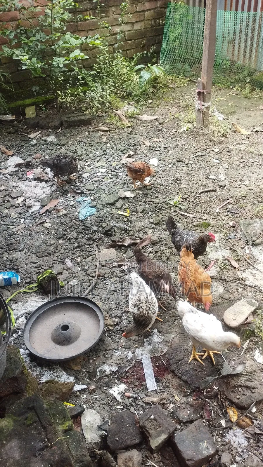 দেশি মোরগের বাচ্চা