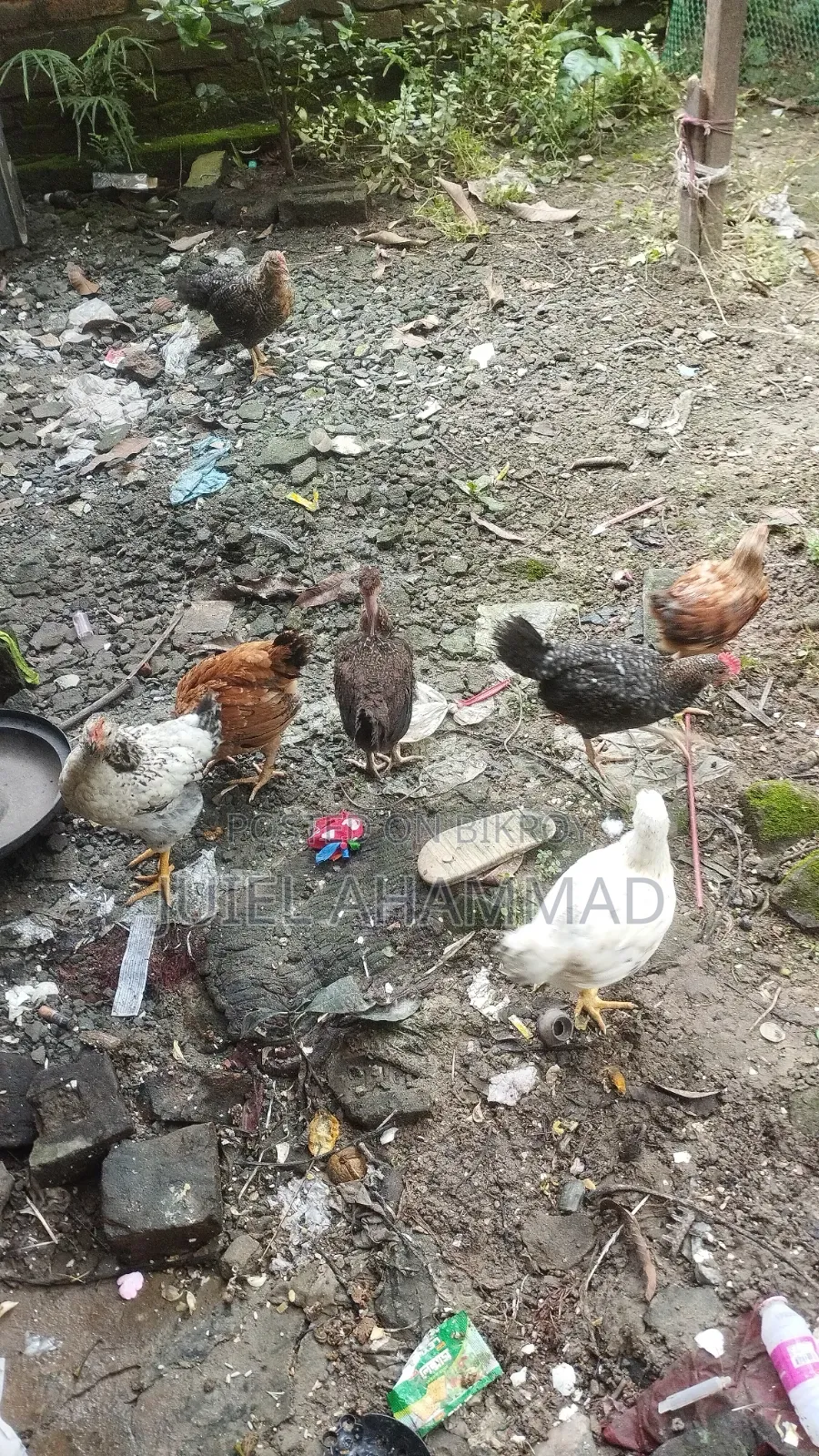 দেশি মোরগের বাচ্চা