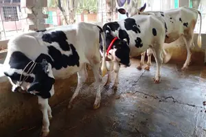 ১৫১০নং উন্নত জাতের বাছাইকৃত ৩টি বকনা বাছুর গরু ।