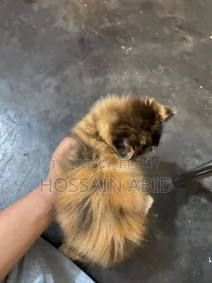 1-3 months Female Purebred Persian