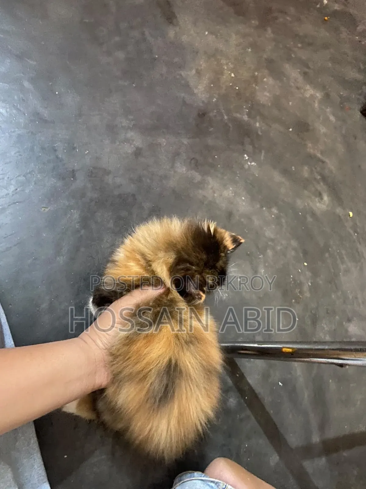 1-3 Months Female Purebred Persian Cat