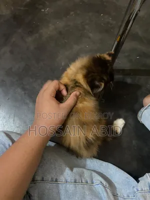 1-3 Months Female Purebred Persian Cat