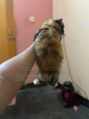 1-3 Months Female Purebred Persian Cat
