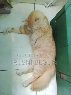 ১+ বছরের পুরুষ খাঁটি পার্সিয়ান