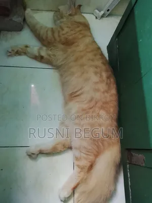 ১+ বছরের পুরুষ খাঁটি পার্সিয়ান