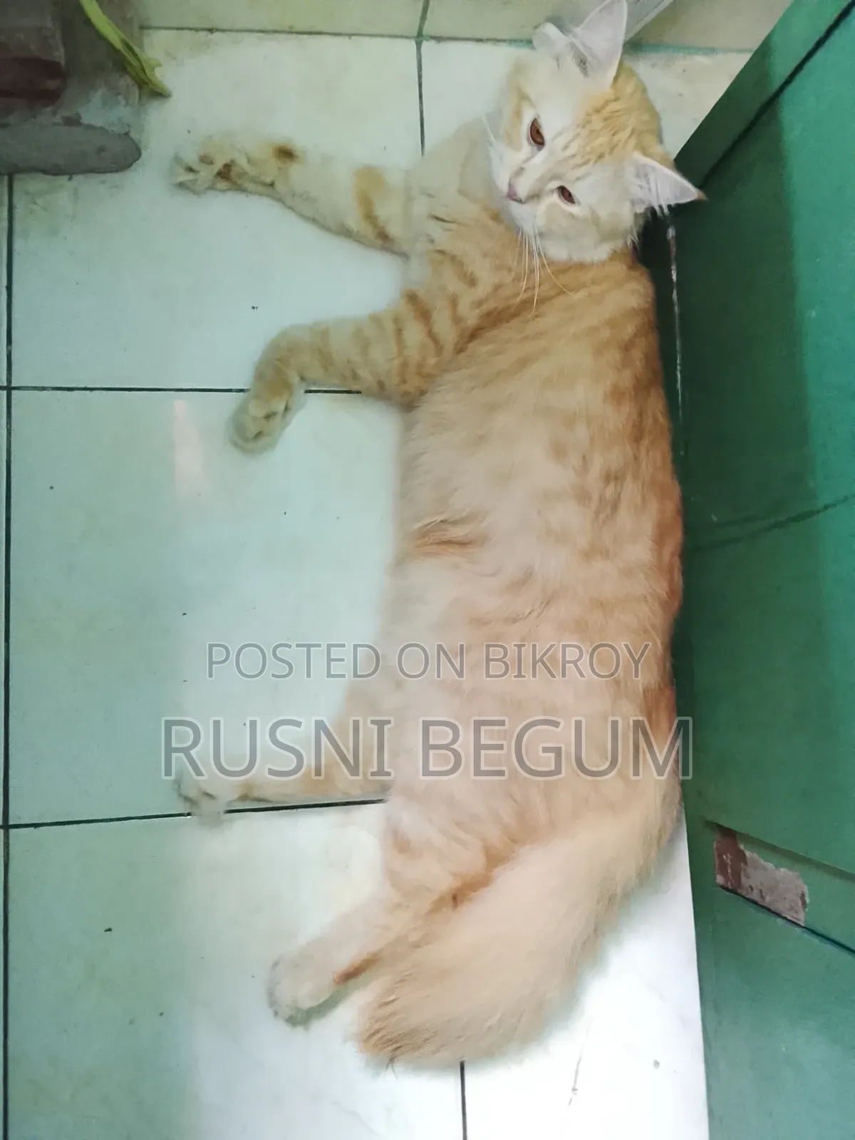 ১+ বছরের পুরুষ খাঁটি পার্সিয়ান