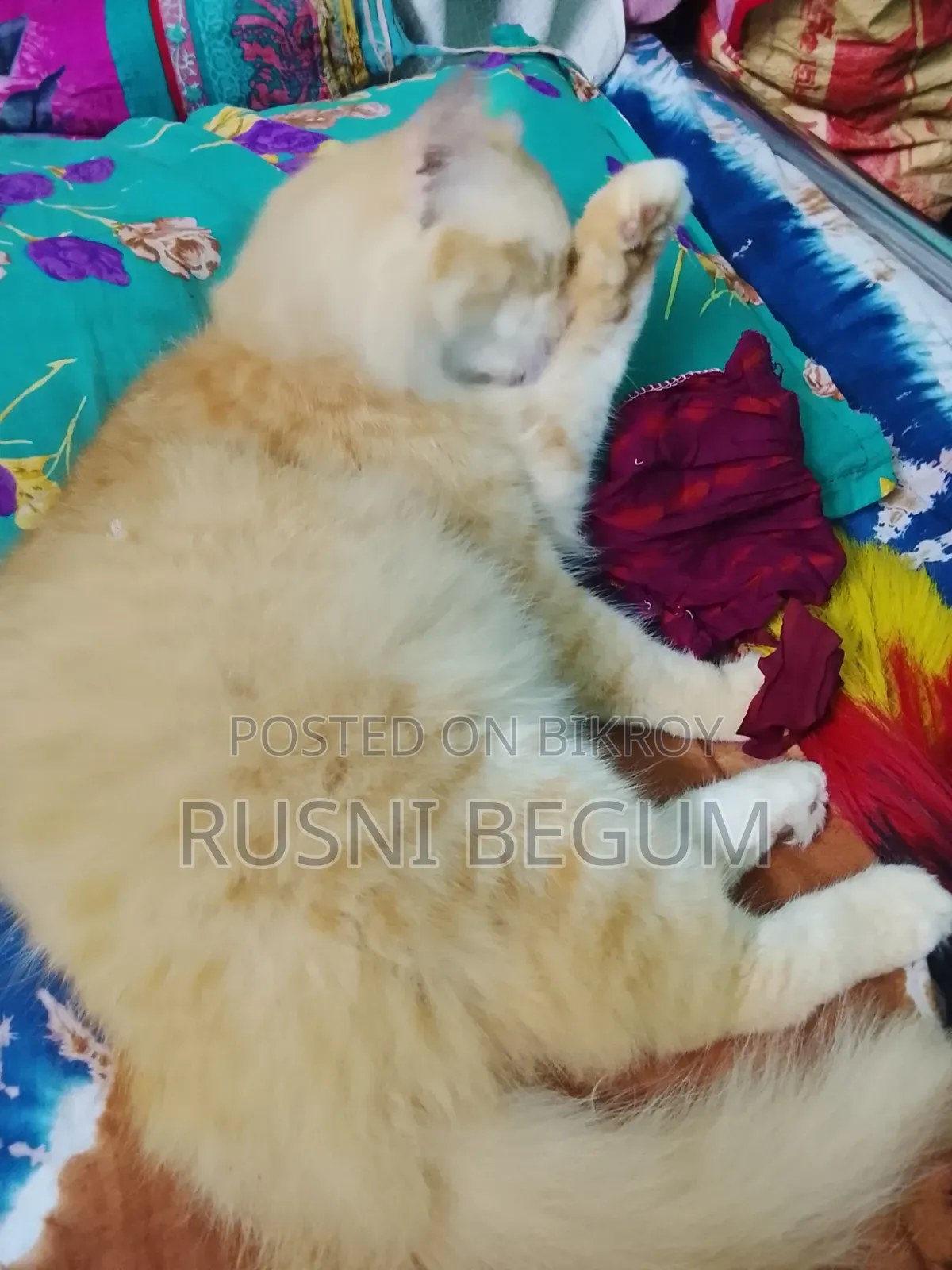 ১+ বছরের পুরুষ খাঁটি পার্সিয়ান
