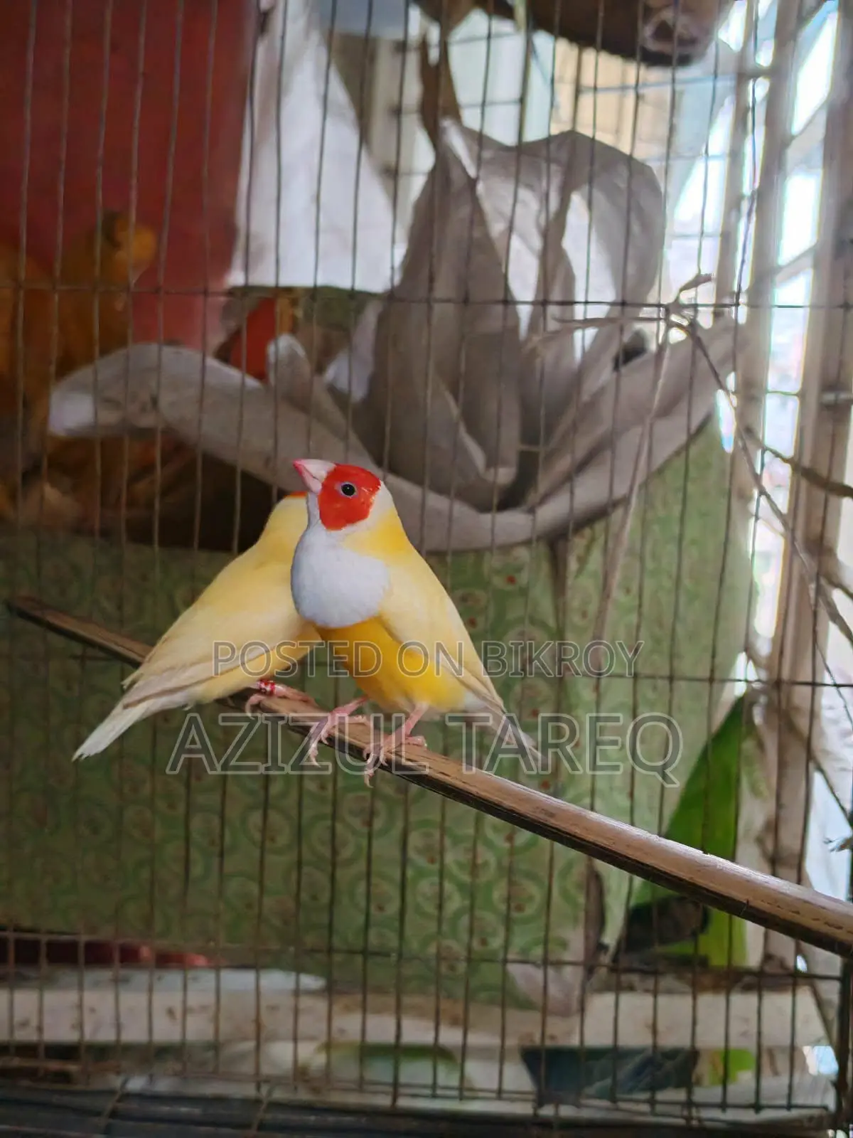 Yellow Red Head Gouldian Finch
