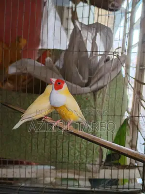 Yellow Red Head Gouldian Finch