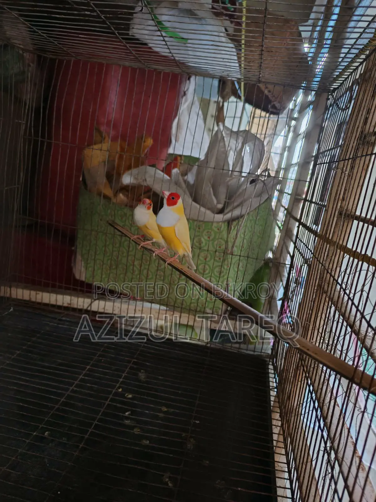 Yellow Red Head Gouldian Finch