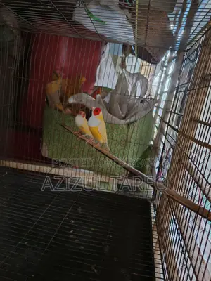 Yellow Red Head Gouldian Finch