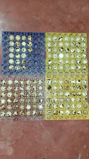 Quail Eggs for Sale