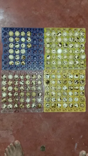 Quail Eggs for Sale