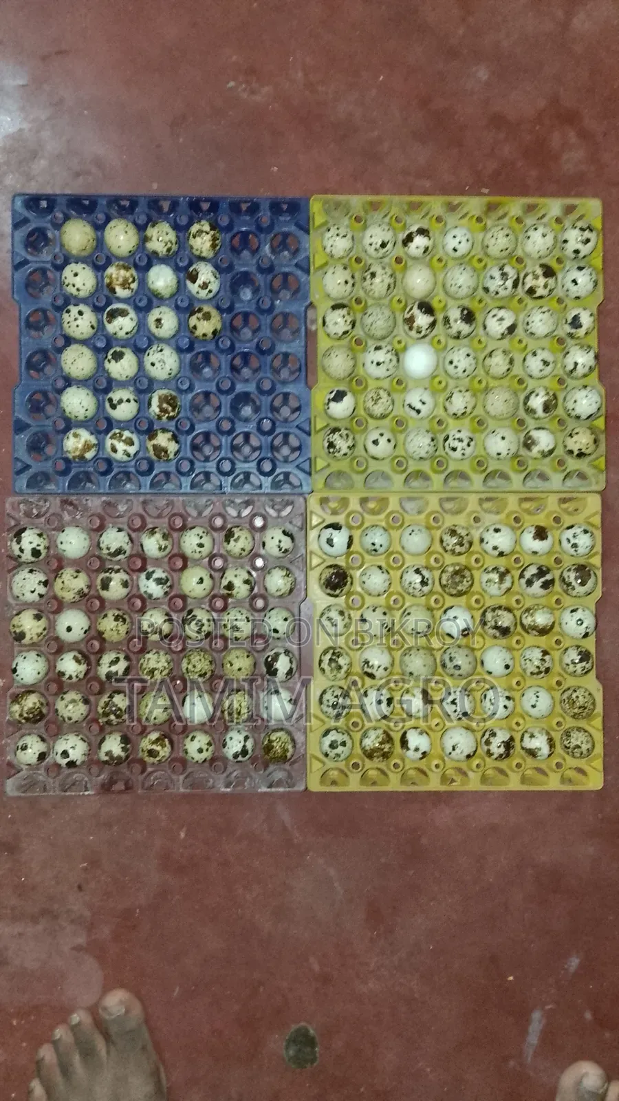 Quail Eggs for Sale