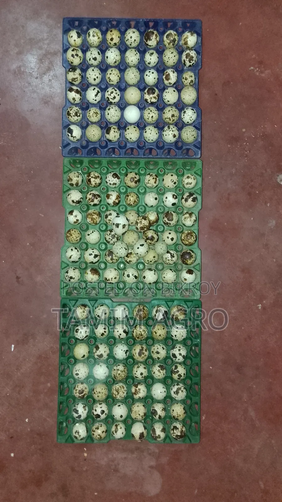 Quail Eggs for Sale