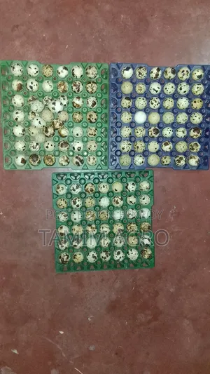 Quail Eggs for Sale