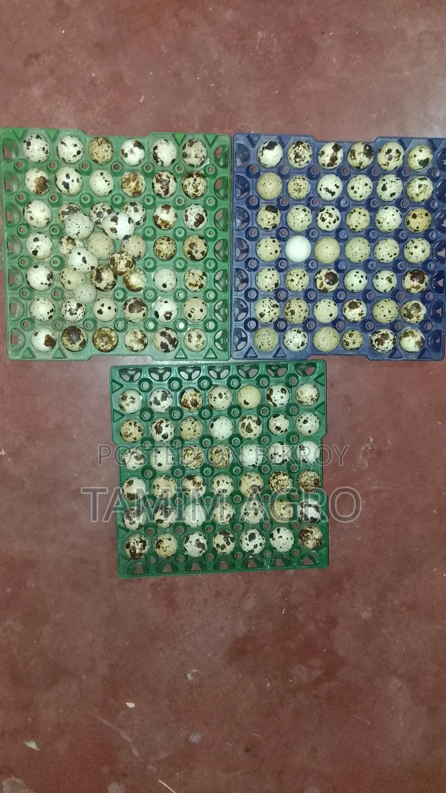Quail Eggs for Sale