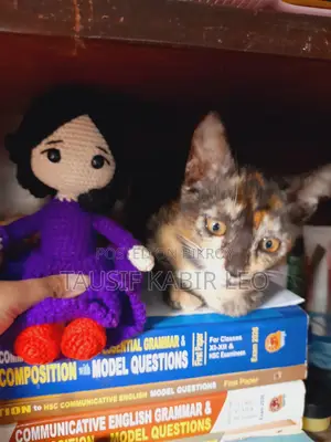 1-3 months Female Purebred Bengal