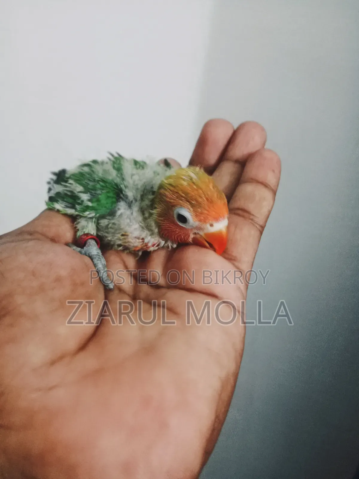 Lovebirds