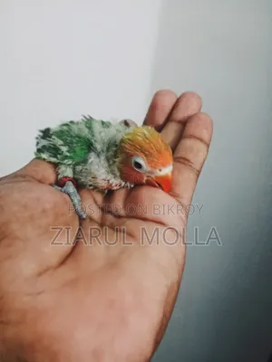 Lovebirds