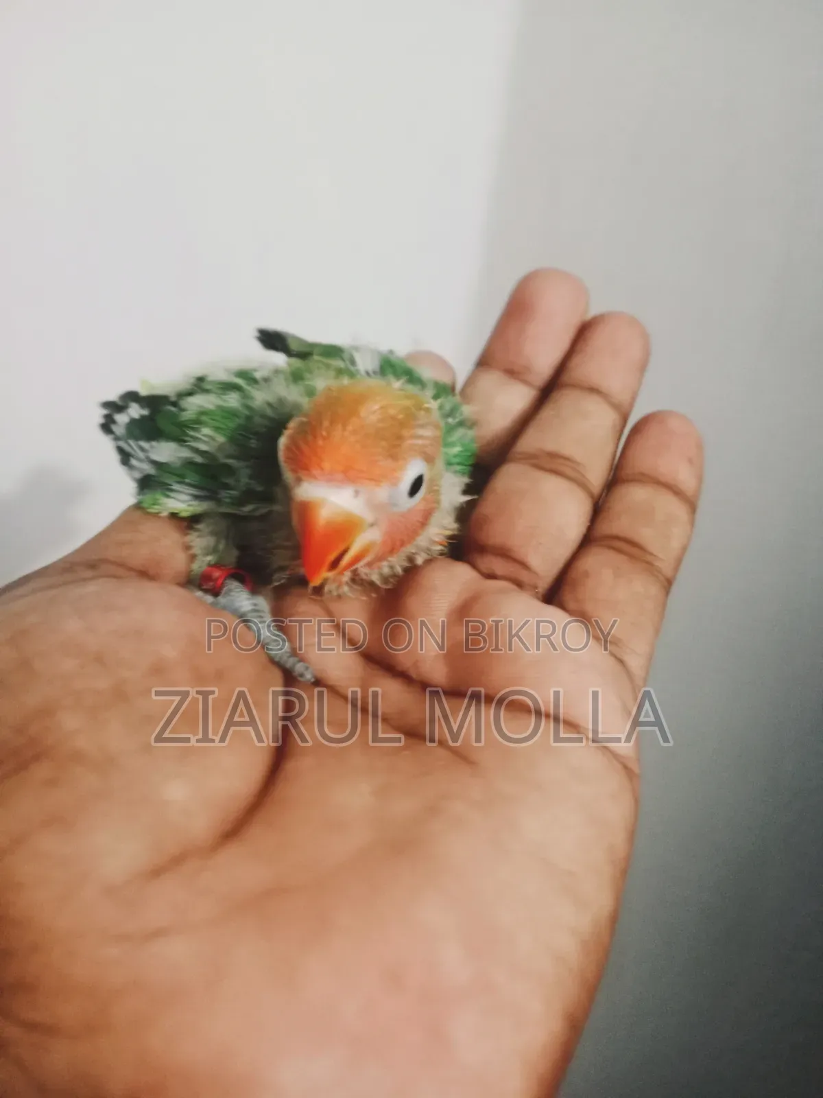 Lovebirds