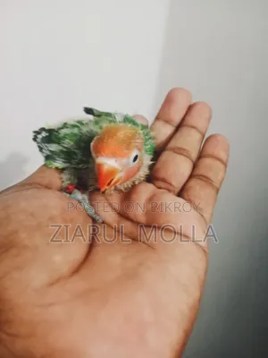 Lovebirds