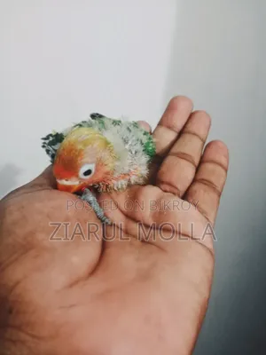 Lovebirds
