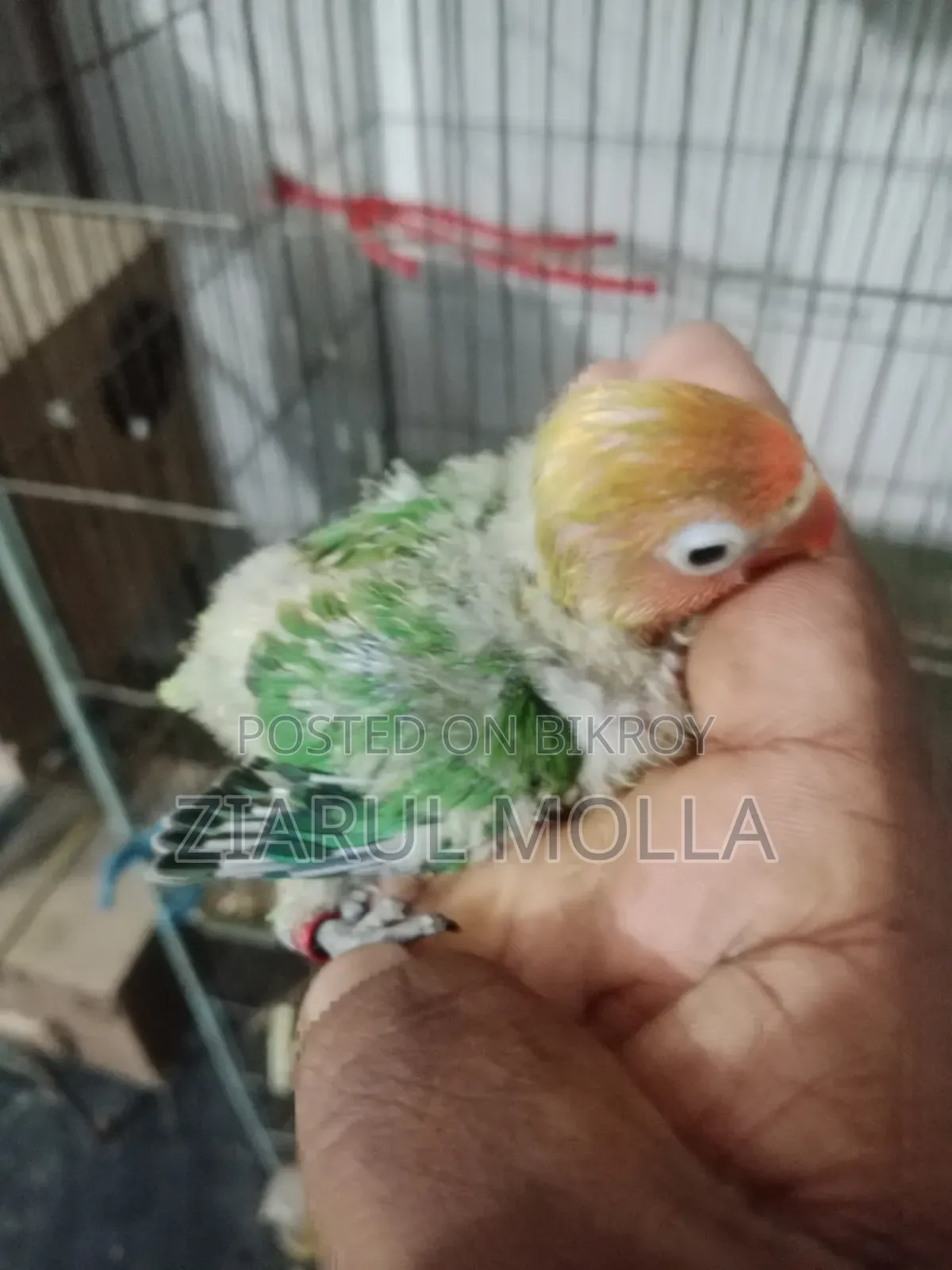 Lovebirds