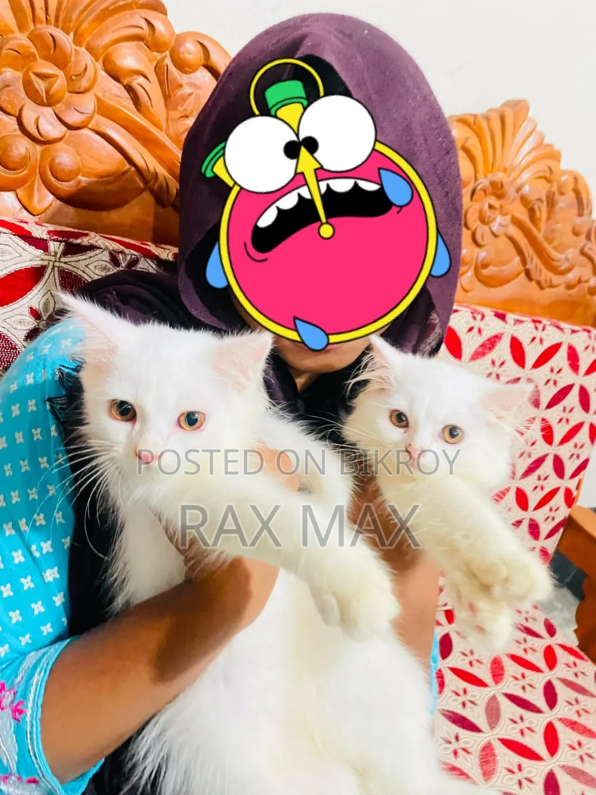 1-3 Months Female Purebred Persian