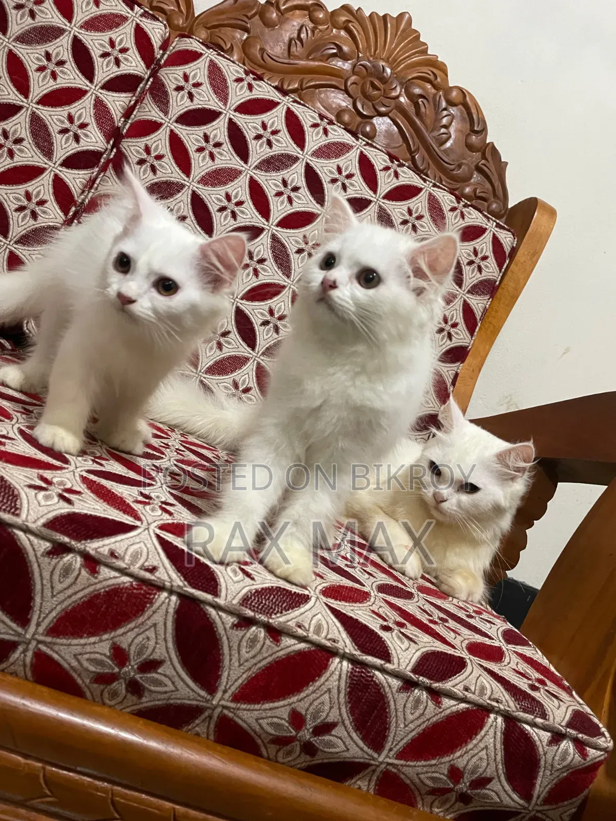 1-3 Months Female Purebred Persian