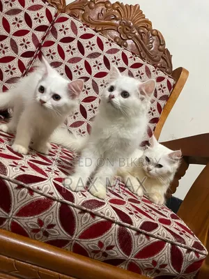1-3 Months Female Purebred Persian