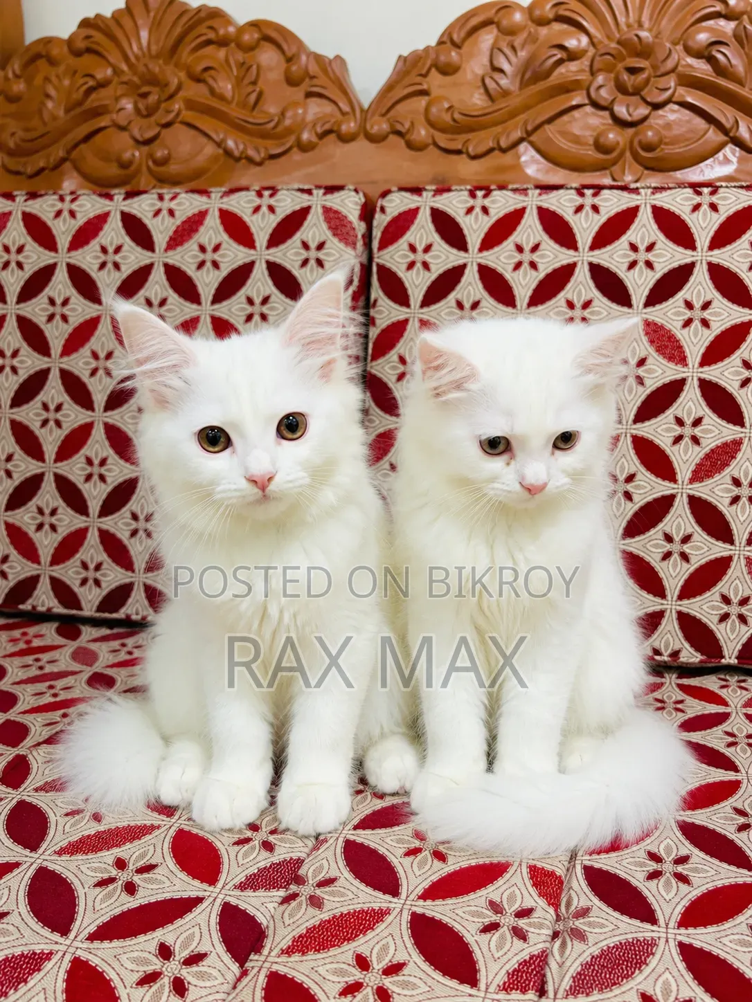 1-3 Months Female Purebred Persian
